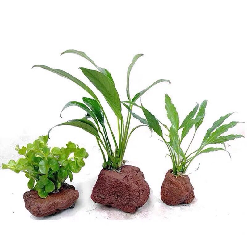 Otwarty otwór Rock Fish Shrimp – Planted Aquarium With Rocks recenzja i cena