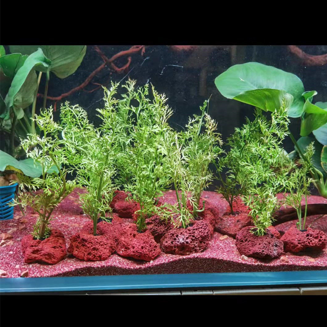 Otwarty otwór Rock Fish Shrimp – Planted Aquarium With Rocks recenzja i cena