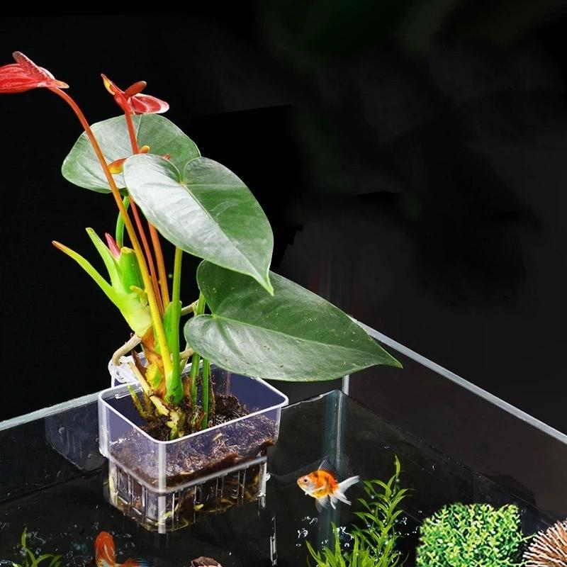 Przezroczysty, zawieszany uchw – Aquarium Plant Easy To Grow recenzja i cena